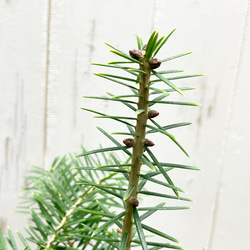 テーブルサイズ   ディスプレイ クリスマスツリー 鉢付 7枚目の画像