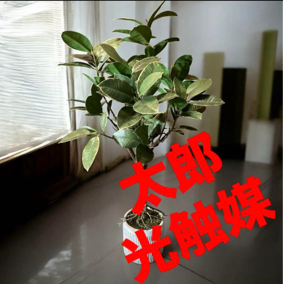 光触媒 人工観葉植物 ウォールグリーン フェイクグリーン ラバー