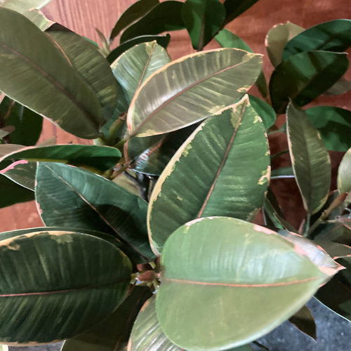 光触媒 人工観葉植物 ウォールグリーン フェイクグリーン ラバー