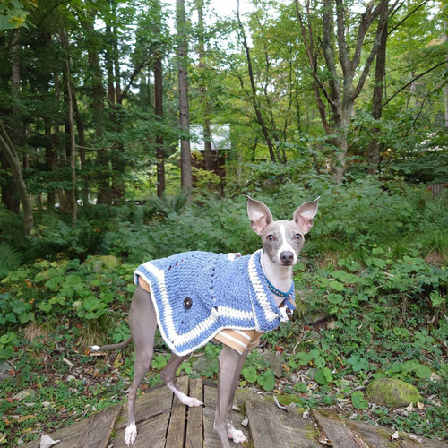 選べるカラー☆星形ケープコート ペット服・アクセサリー atelier