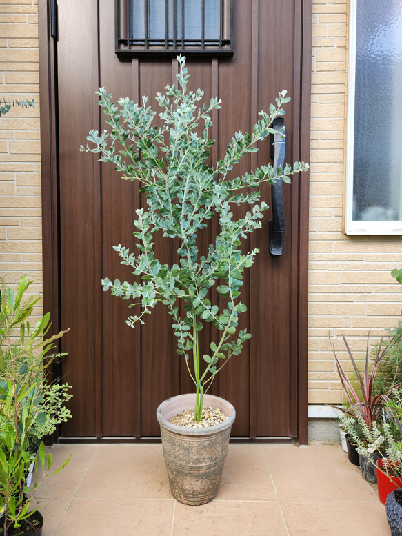 パールアカシア 鉢植え11 ミモザ 苗 オージープランツ（✨✨入荷