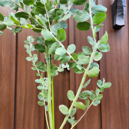 ボリューム大苗 パールアカシア テラコッタ鉢植え ミモザ 苗 ボリューム大苗 パールアカシア テラコッタ鉢植え ミモザ 苗
