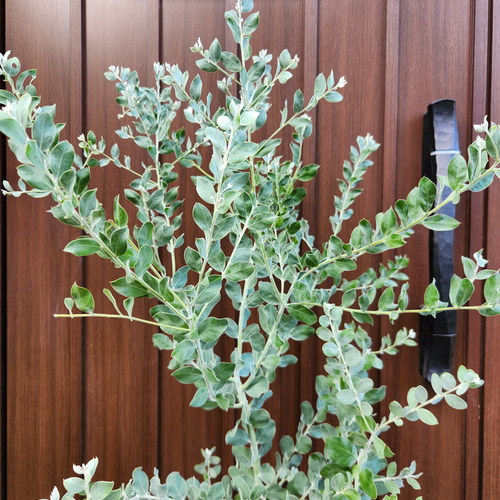 ボリューム大苗 パールアカシア テラコッタ鉢植え ミモザ 苗