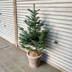 銀青色が美しいコロラドトウヒ テラコッタ植え クリスマスツリーにぴったり 5枚目の画像