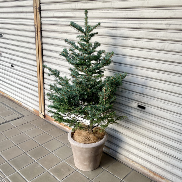 銀青色が美しいコロラドトウヒ テラコッタ植え クリスマスツリーにぴったり 5枚目の画像