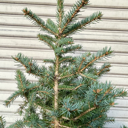 銀青色が美しいコロラドトウヒ テラコッタ植え クリスマスツリーにぴったり 11枚目の画像