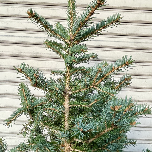 銀青色が美しいコロラドトウヒ テラコッタ植え クリスマスツリーにぴったり 11枚目の画像