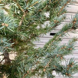 銀青色が美しいコロラドトウヒ テラコッタ植え クリスマスツリーにぴったり 9枚目の画像