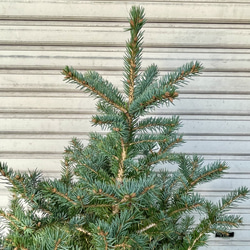 銀青色が美しいコロラドトウヒ テラコッタ植え クリスマスツリーにぴったり 10枚目の画像
