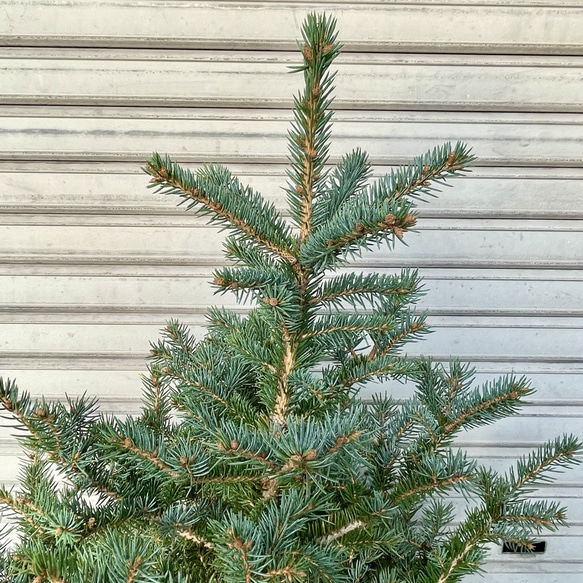 銀青色が美しいコロラドトウヒ テラコッタ植え クリスマスツリーにぴったり 10枚目の画像