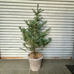 銀青色が美しいコロラドトウヒ テラコッタ植え クリスマスツリーにぴったり 3枚目の画像