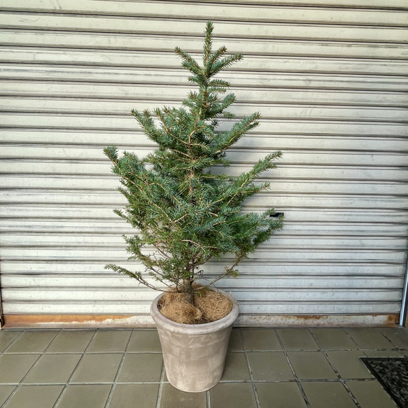 銀青色が美しいコロラドトウヒ テラコッタ植え クリスマスツリーにぴったり 3枚目の画像
