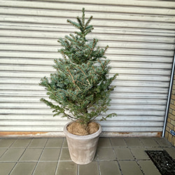 銀青色が美しいコロラドトウヒ テラコッタ植え クリスマスツリーにぴったり 1枚目の画像