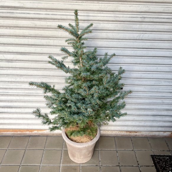 銀青色が美しいコロラドトウヒ テラコッタ植え クリスマスツリーにぴったり 4枚目の画像
