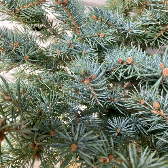 銀青色が美しいコロラドトウヒ テラコッタ植え クリスマスツリーにぴったり 7枚目の画像