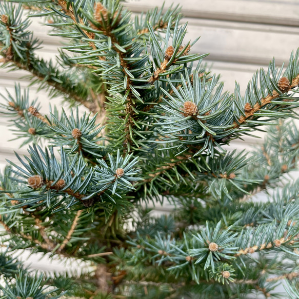 銀青色が美しいコロラドトウヒ テラコッタ植え クリスマスツリーにぴったり 8枚目の画像