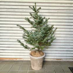 銀青色が美しいコロラドトウヒ テラコッタ植え クリスマスツリーにぴったり 2枚目の画像