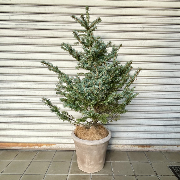 銀青色が美しいコロラドトウヒ テラコッタ植え クリスマスツリーにぴったり 2枚目の画像