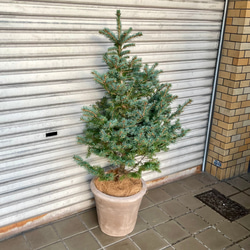 銀青色が美しいコロラドトウヒ テラコッタ植え クリスマスツリーにぴったり 6枚目の画像