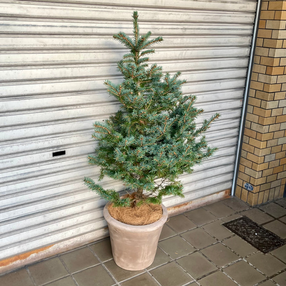 銀青色が美しいコロラドトウヒ テラコッタ植え クリスマスツリーにぴったり 6枚目の画像
