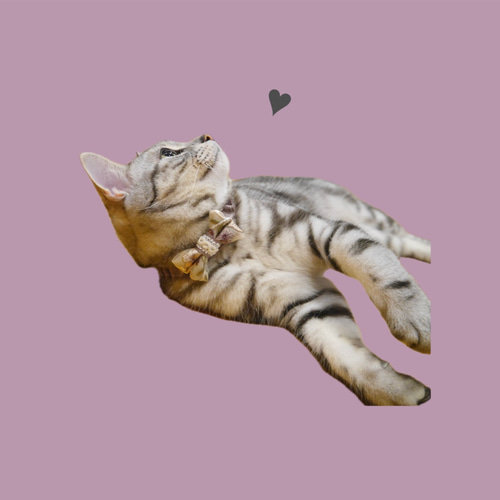 brown 】ペット用蝶ネクタイ シュシュ首輪 犬用蝶ネクタイ 犬 猫