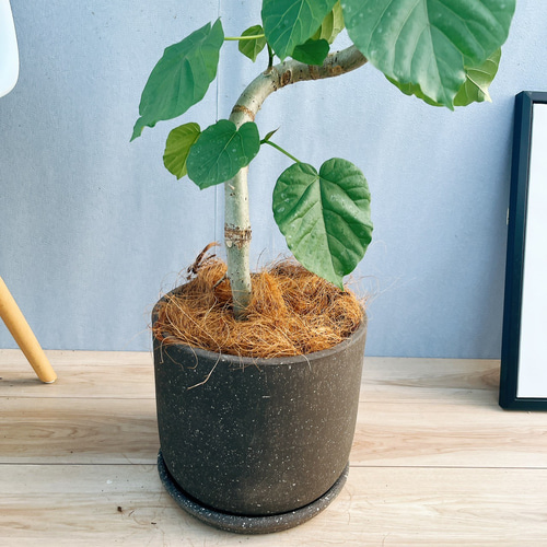 現品］フィカス ウンベラータ 曲がり 観葉植物 室内 ゴムの木 おしゃれ 