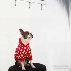 犬の着物✨犬用本格振袖着物 正絹金彩入り 紫 犬服 ペット服