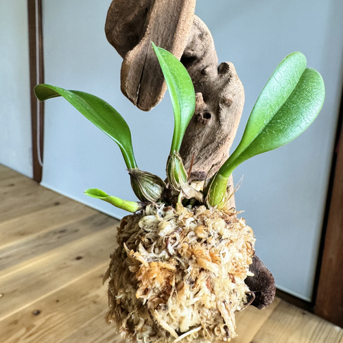 デンドロビウムの流木苔玉 ハンギングタイプ インテリアにも！ その他