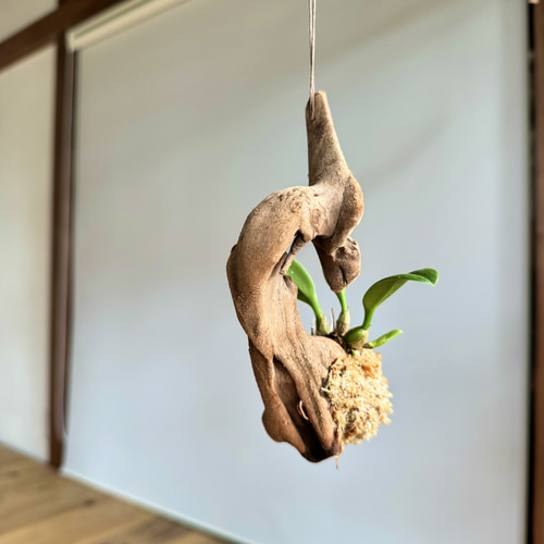 デンドロビウムの流木苔玉 ハンギングタイプ インテリアにも！ その他