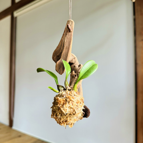 デンドロビウムの流木苔玉 ハンギングタイプ インテリアにも！ その他