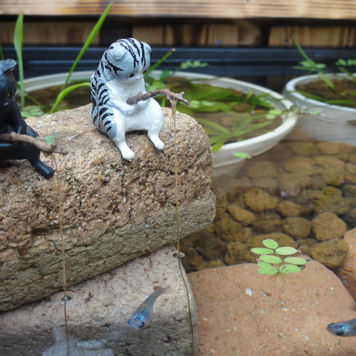 ビオトープ 40L トロ舟＆木枠セット（フラッットタイプ防鳥網付き