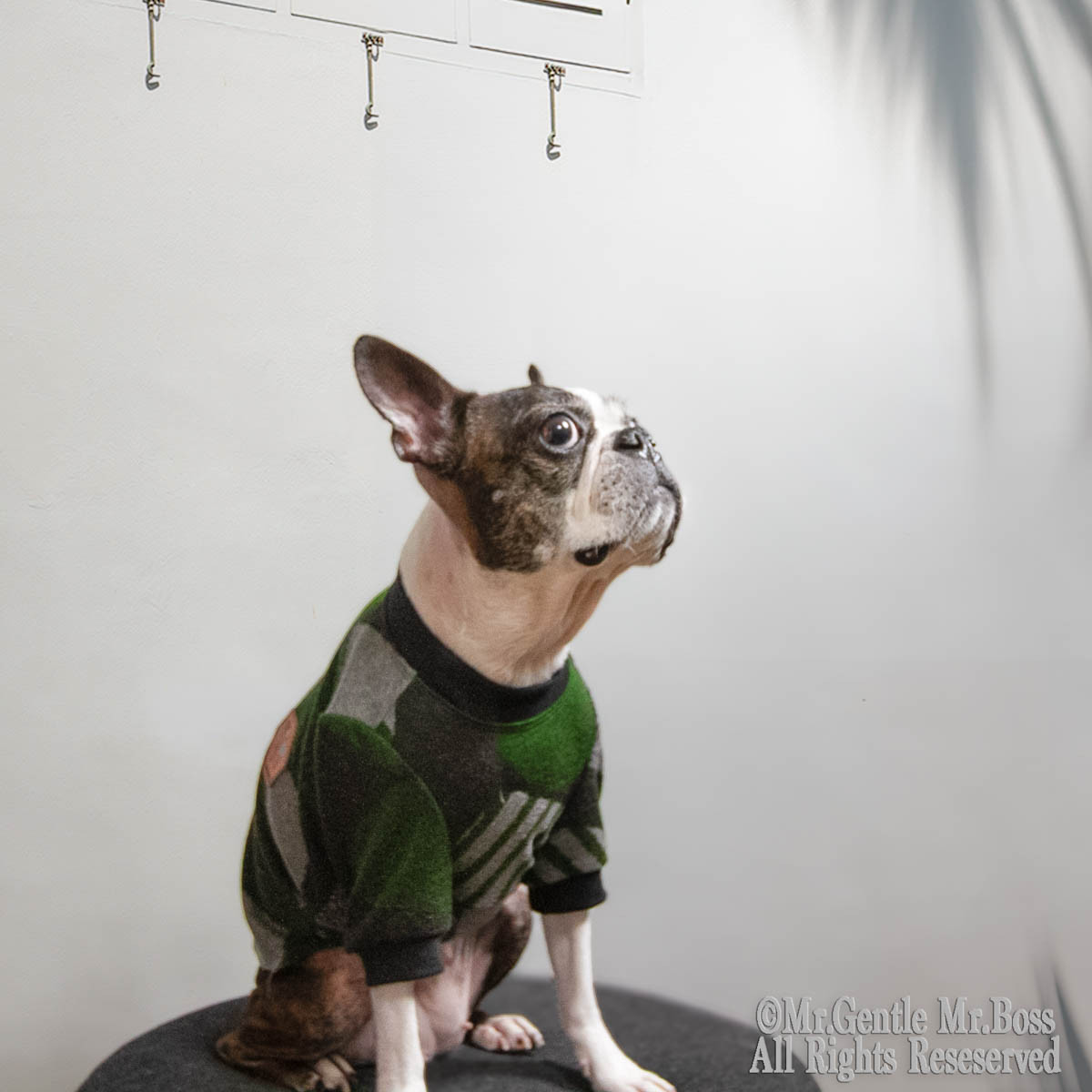 幾何学柄カットソー　☆Green　犬服