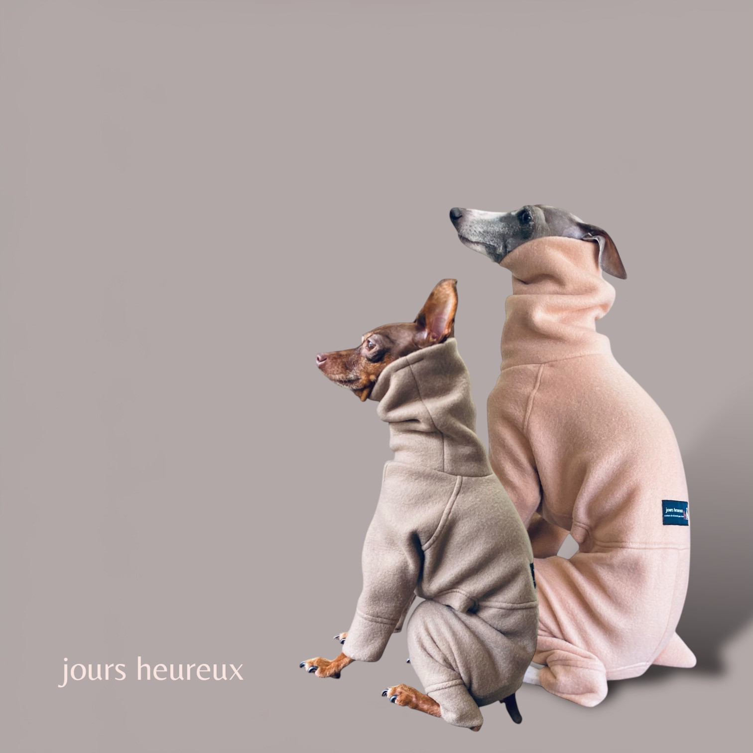 ミルクティ入荷！人気色お早めに！【イタグレ ウィペット】Polaire standard 5color