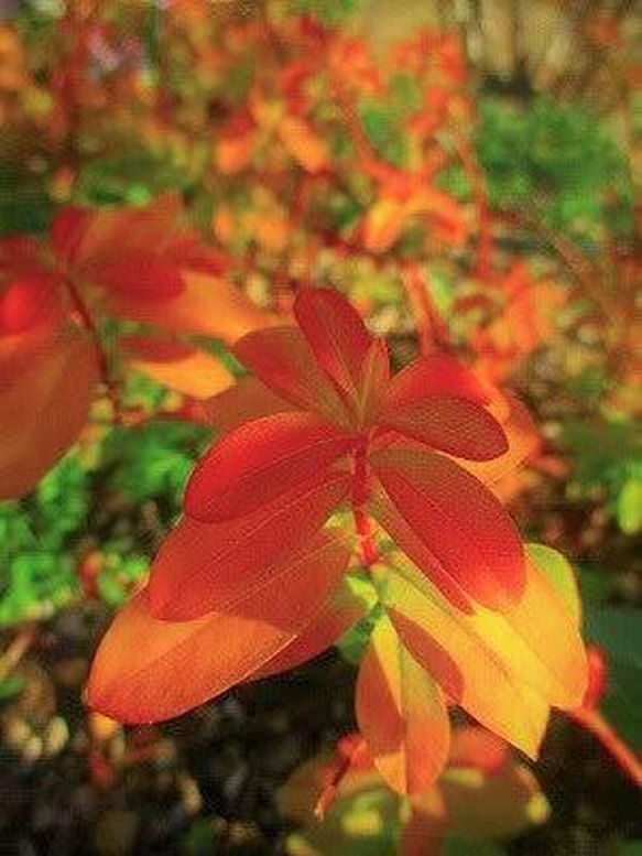 ヒペリカム ゴールドフォーム 根付きの部分 一株 その他素材 mofrin