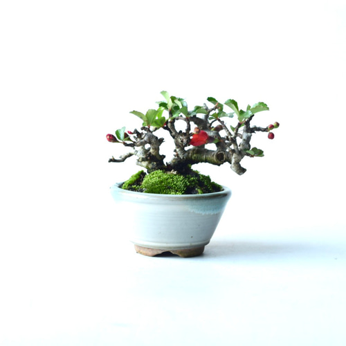 ガチ盆栽】長寿梅 激古 赤花 鉢:美芸 母の日の贈り物に！】送料無料