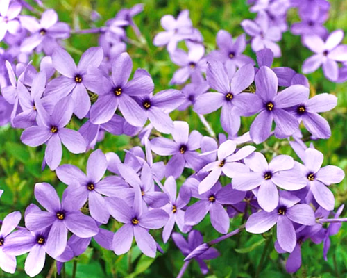 ライラックブルー♡フロックス シアウッドパープル 苗 アートフラワー