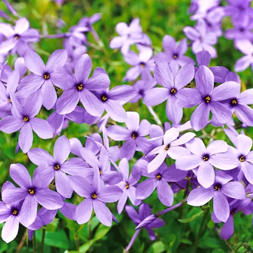 ライラックブルー♡フロックス シアウッドパープル 苗 アートフラワー