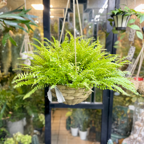 シダ植物 ハンギングプランター付き ハンギンググリーン💚 ここに並んどー3個のシダは 左から ・ネフロレ