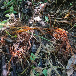 ニホンアカネ（日本茜） 30g ◆ 草木染（材料）天然・草木染植物染料 4枚目の画像