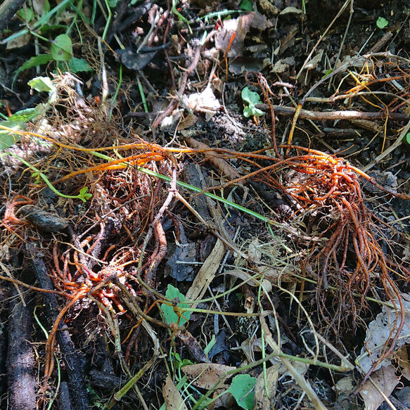 ニホンアカネ（日本茜） 30g ◆ 草木染（材料）天然・草木染植物染料 4枚目の画像