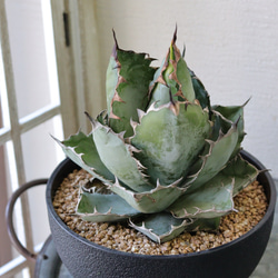 アガベ チタノタ 藍鯨(らんげい) ① 多肉植物 トータルプランツ