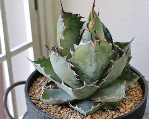 アガベ チタノタ 藍鯨(らんげい) ① 多肉植物 トータルプランツ