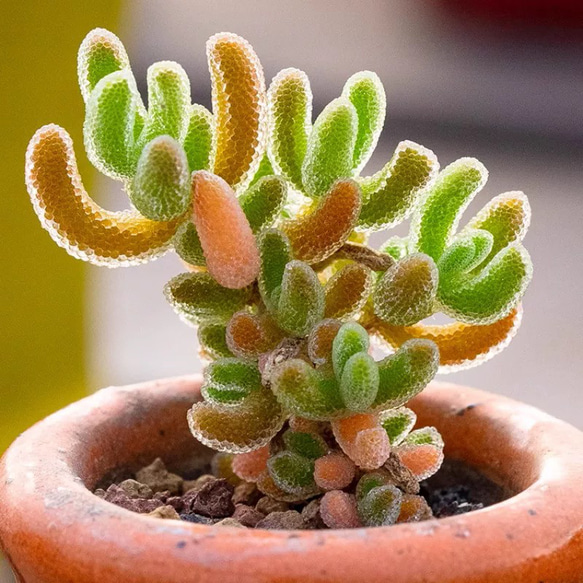 新入荷 多肉植物 ドロサンテマム キラキラ Orange leaf 抜き苗 1