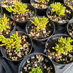 新入荷　多肉植物　ドロサンテマム　キラキラ　Orange  leaf   抜き苗　1株 2枚目の画像