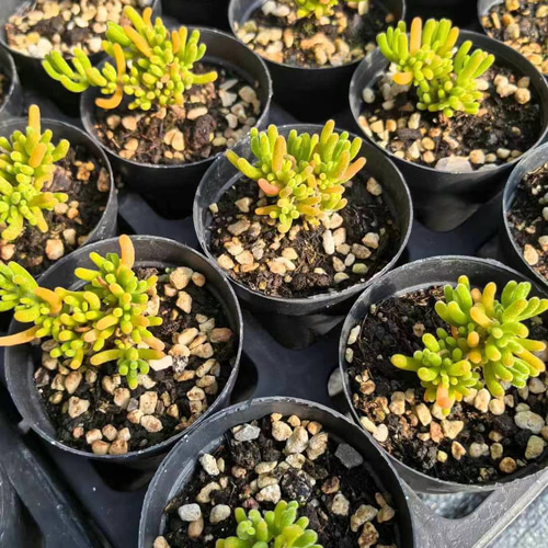 新入荷 多肉植物 ドロサンテマム キラキラ Orange leaf 抜き苗 1
