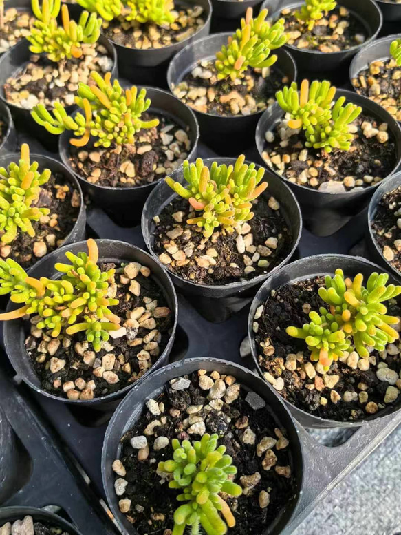 新入荷　多肉植物　ドロサンテマム　キラキラ　Orange  leaf   抜き苗　1株 2枚目の画像