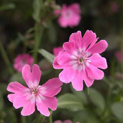 原種系クレマチス　ターニフローラ　挿し穂　4cm 4個 原種系クレマチスターニフローラ挿し穂4cm 4個