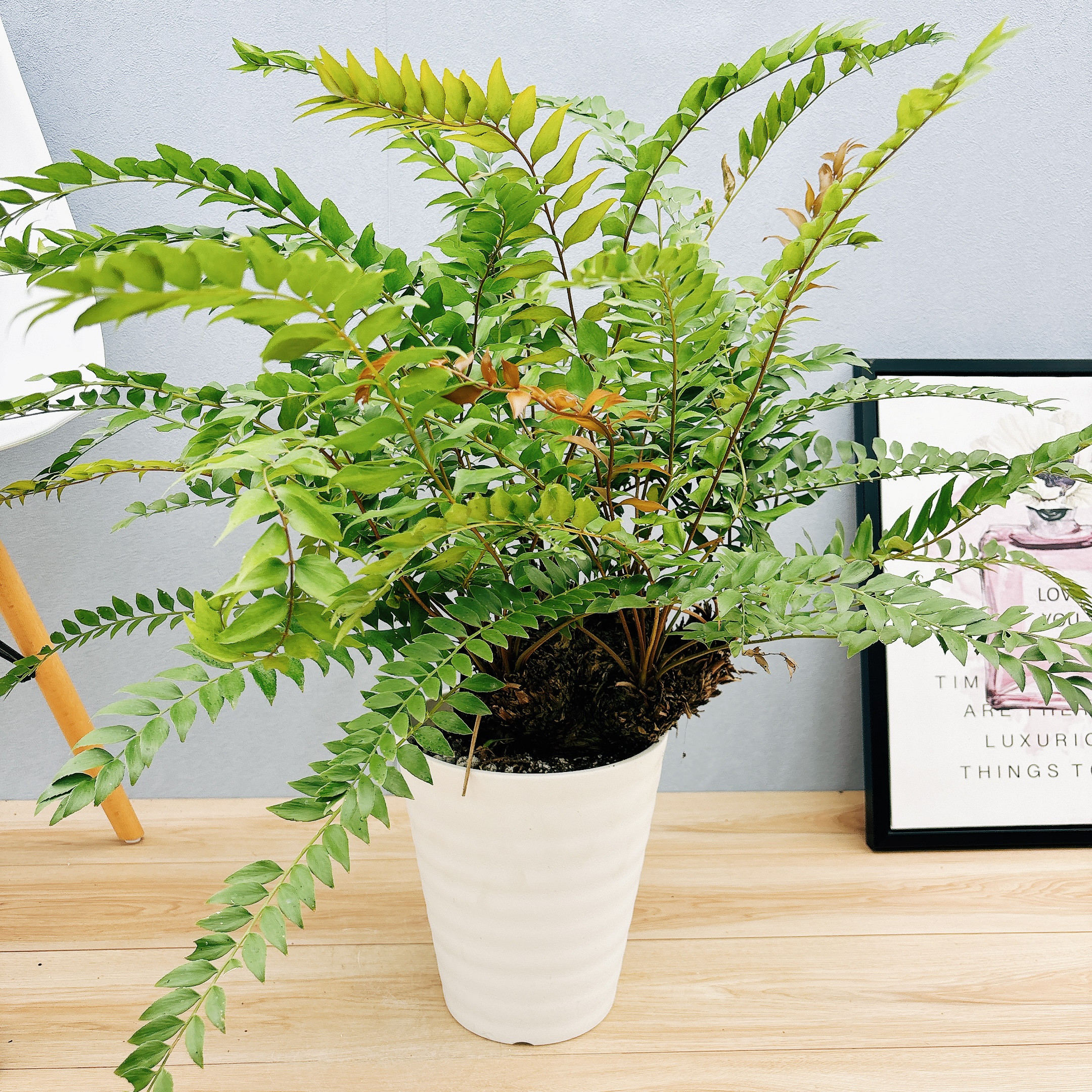 ［現品］【希少】ウスバザミア　8号　メキシコソテツ　蘇轍　観葉植物　室内　レア 現品］【希少】ウスバザミア 8号 メキシコソテツ 蘇轍 観葉植物
