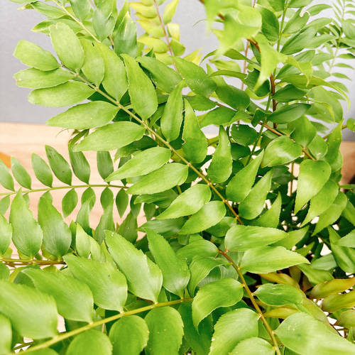 現品］【希少】ウスバザミア8号メキシコソテツ蘇轍観葉植物室内レア