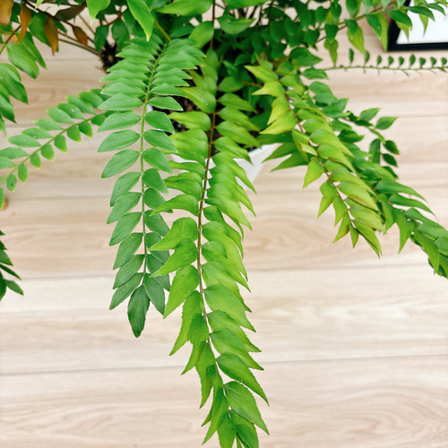 現品］【希少】ウスバザミア8号メキシコソテツ蘇轍観葉植物室内レア